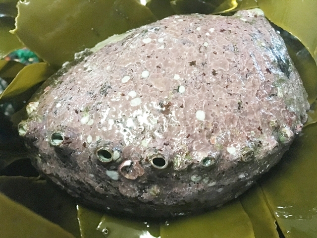 現役海士直送・三重県産 ・ 天然クロアワビ500g お庭でのバーベキューに 天然 国産 活 - 黒 (90
