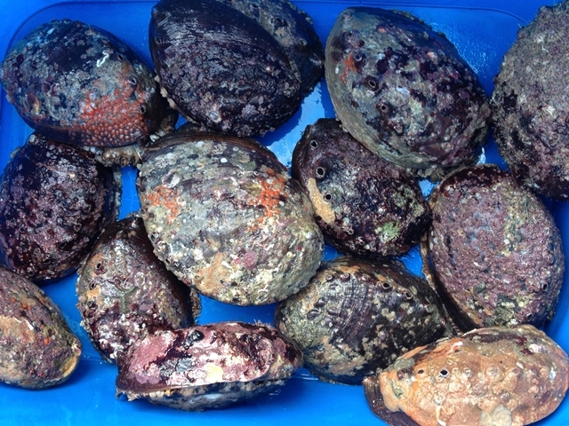 現役海士直送・三重県産 ・ 天然クロアワビ500g お庭でのバーベキューに 天然 国産 活 - 黒 (90