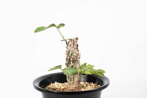 ADENIAのYahoo!オークション(旧ヤフオク!)の相場・価格を見る｜Yahoo