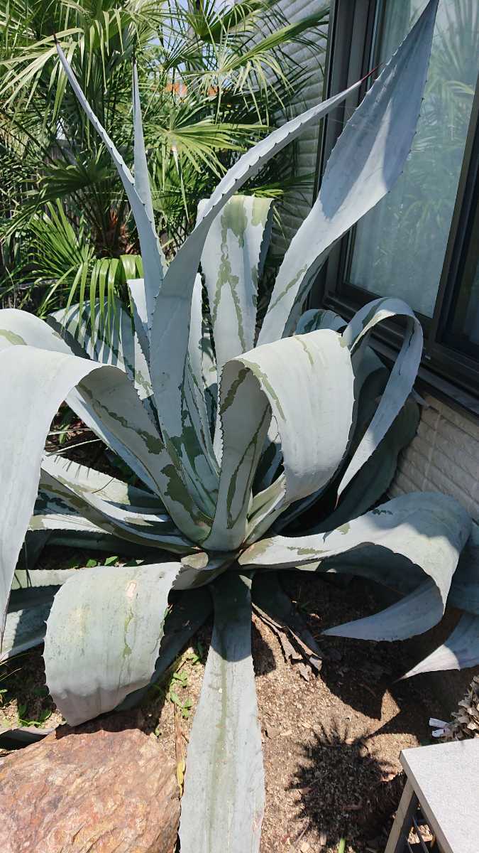 白葉が際立つ『アガベ・フランゾシニー』Agave franzosinii 【公式通販】