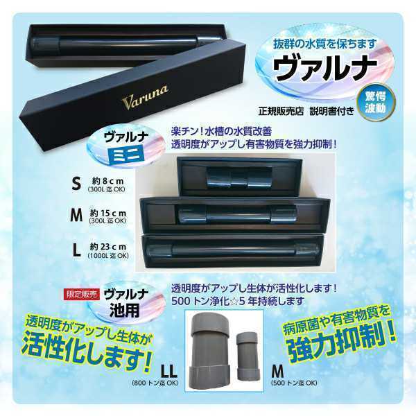 品質保証，本物保証 水槽の水質改善に！【ヴァルナミニ23センチ】有害