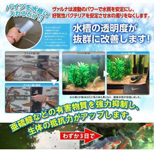 品質保証，本物保証 水槽の水質改善に！【ヴァルナミニ23センチ】有害