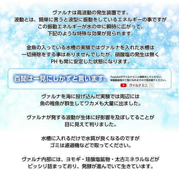 品質保証，本物保証 水槽の水質改善に！【ヴァルナミニ23センチ】有害