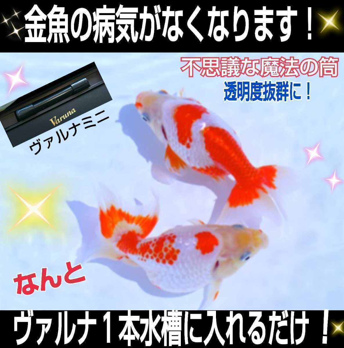 品質保証，本物保証 水槽の水質改善に！【ヴァルナミニ23センチ】有害