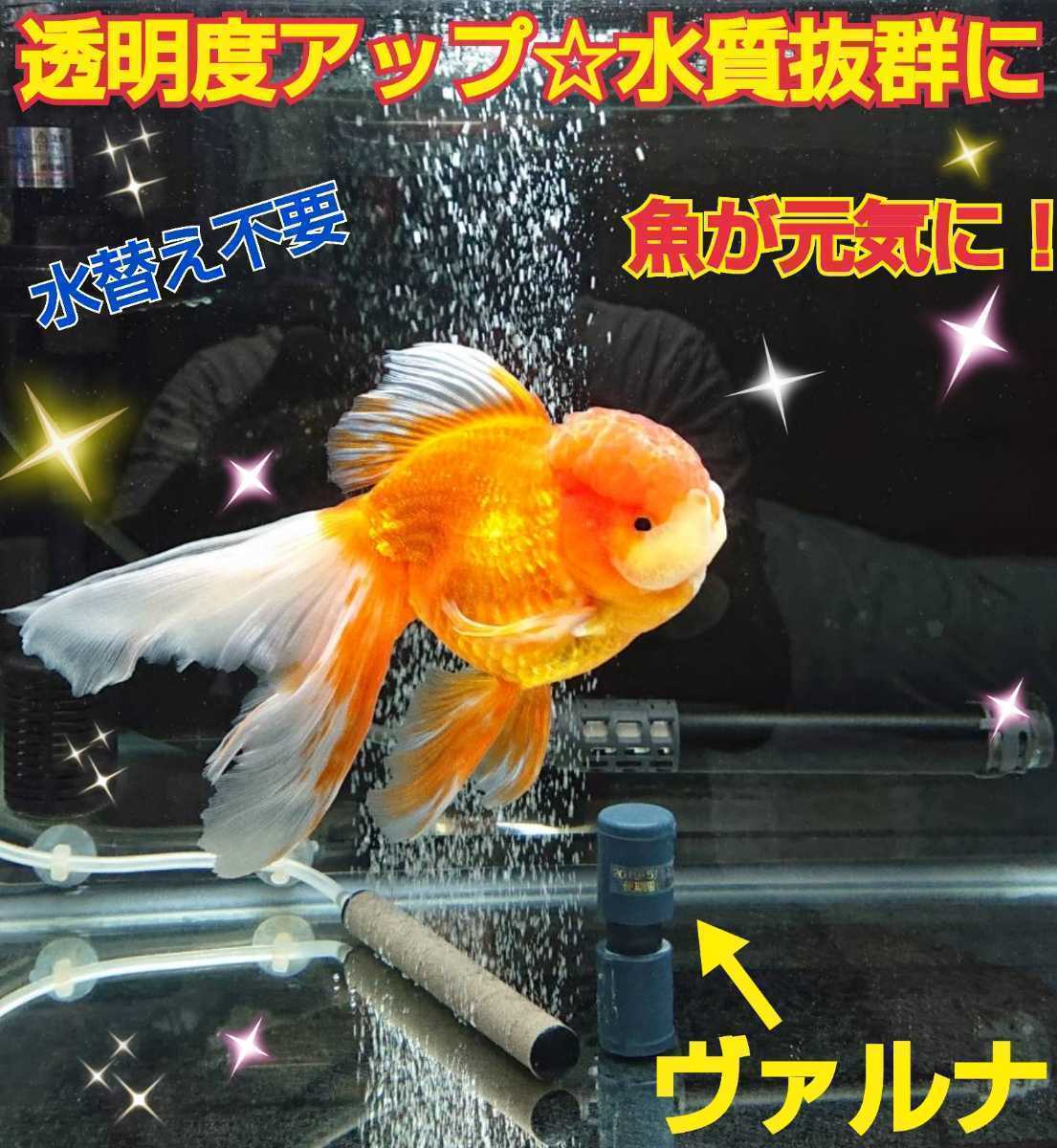 らんちゅうの飼育者絶賛！水槽の水を綺麗に保つ【ヴァルナ】有害物質、病原菌強力抑制 品質保証，本物保証 水槽の水質改善に！【ヴァルナミニ23センチ】有害
