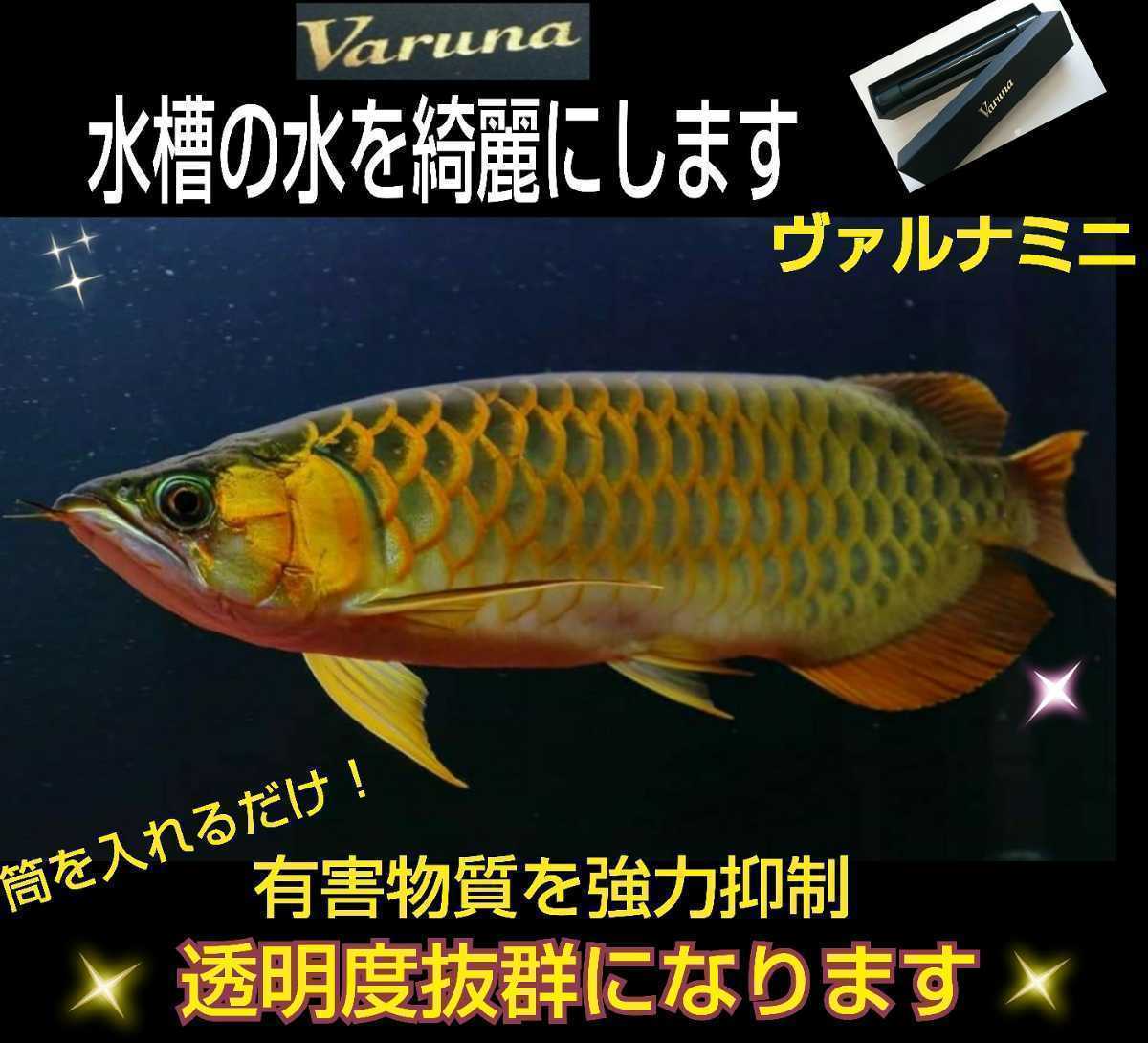 アロワナ飼育者絶賛！ヴァルナミニ 病原菌や感染症を強力抑制し透明度