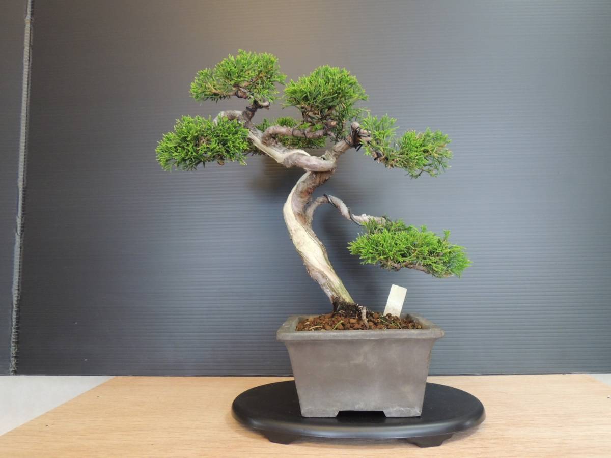 真柏 シンパク（紀州） 中品 【公式通販】