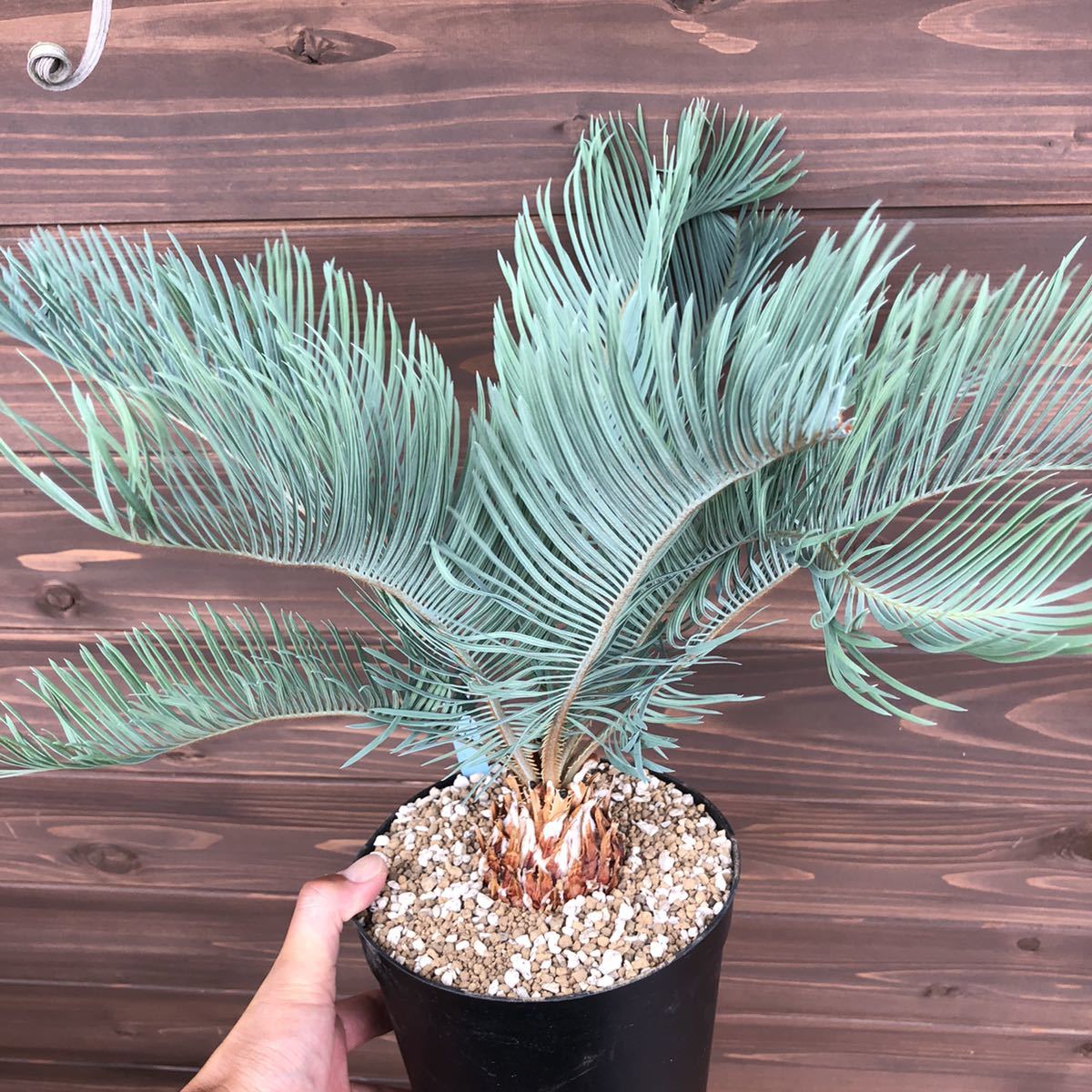 観葉植物 サイカス カイルンシアナ