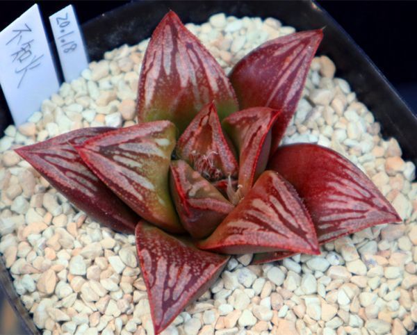 82d 多肉植物 ハオルチア 実生苗 自家繁殖 鉢植え発送 78c 多肉植物