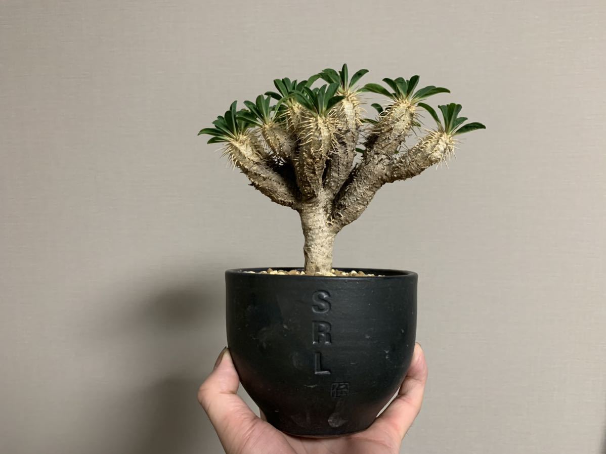 Euphorbia ユーフォルビア ギラウミニアナ 現地球大株 枝密集型 発根済