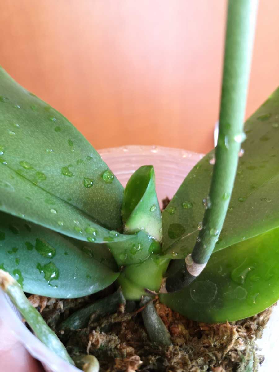 大輪濃色丸弁 洋蘭 第四種 Phal Big Chili 胡蝶蘭 ビッグチリ ラン 売買されたオークション情報 Yahooの商品情報をアーカイブ公開 オークファン Aucfan Com