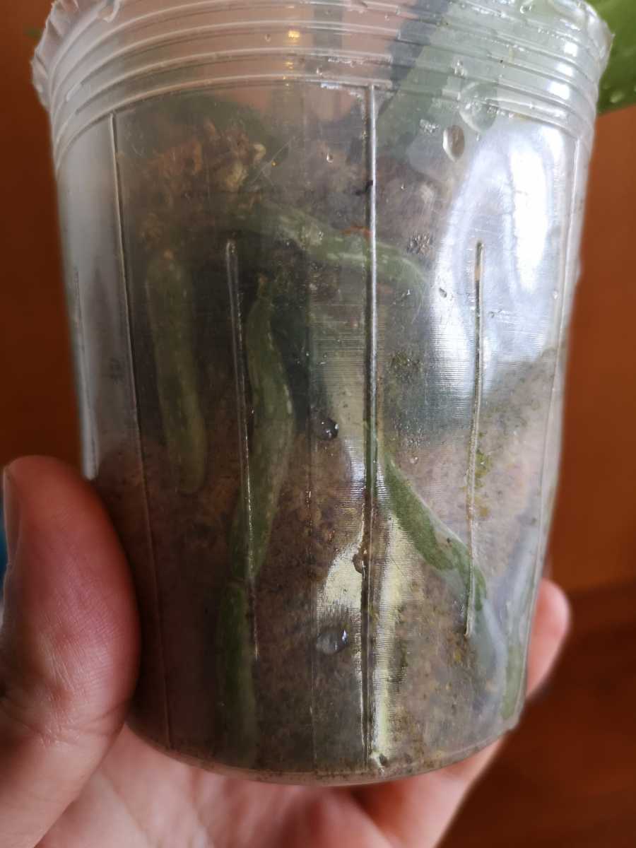 大輪濃色丸弁 洋蘭 第四種 Phal Big Chili 胡蝶蘭 ビッグチリ ラン 売買されたオークション情報 Yahooの商品情報をアーカイブ公開 オークファン Aucfan Com