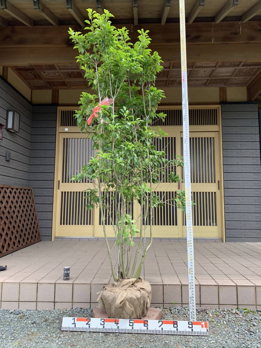 ソヨゴ 株立ち 2m Tree Island 公式通販 : 露地 ② Island] 苗木 トオヤマグリーン 剪定 2.5m 株立 通販
