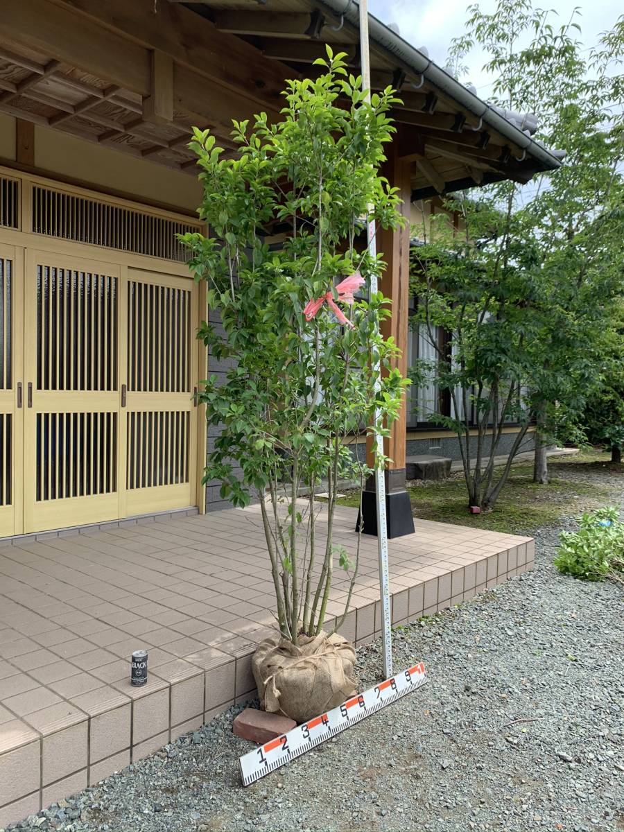 ソヨゴ 株立ち 2m Tree Island 公式通販 : 露地 ② Island] 苗木 トオヤマグリーン 剪定 2.5m 株立 通販
