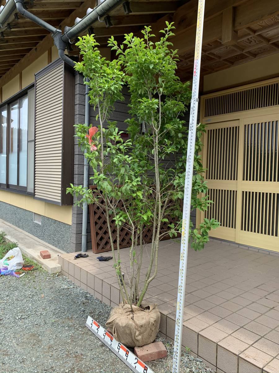 ソヨゴ 株立ち 2m Tree Island 公式通販 : 露地 ② Island] 苗木 トオヤマグリーン 剪定 2.5m 株立 通販