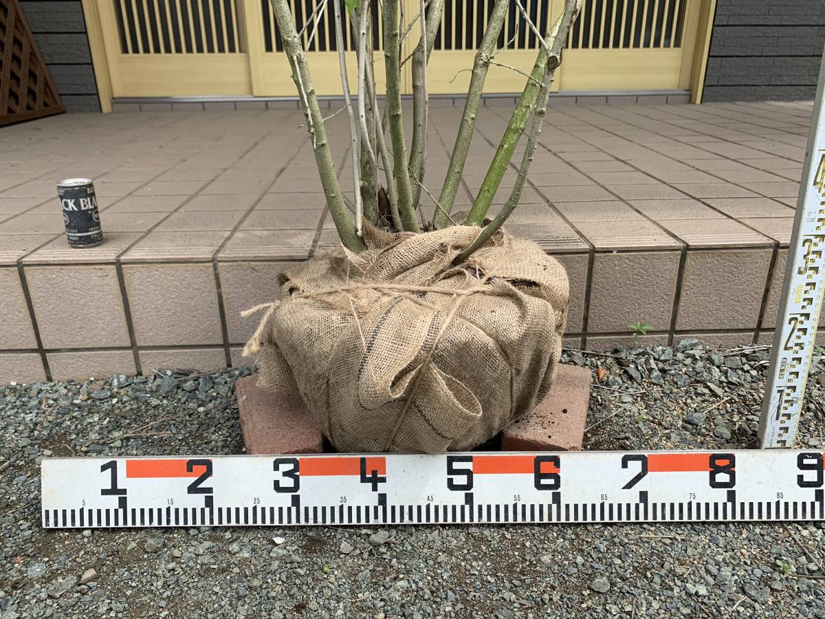 ソヨゴ 株立ち 2m Tree Island 公式通販 : 露地 ② Island] 苗木 トオヤマグリーン 剪定 2.5m 株立 通販