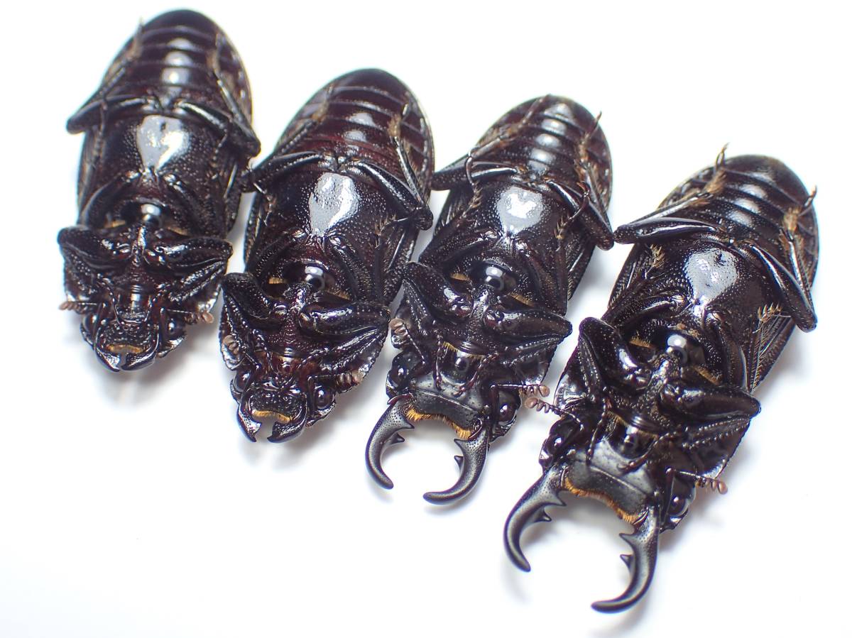 ペア オガサワラネブトクワガタ - WF2オガサワラネブトクワガタ ♀×1