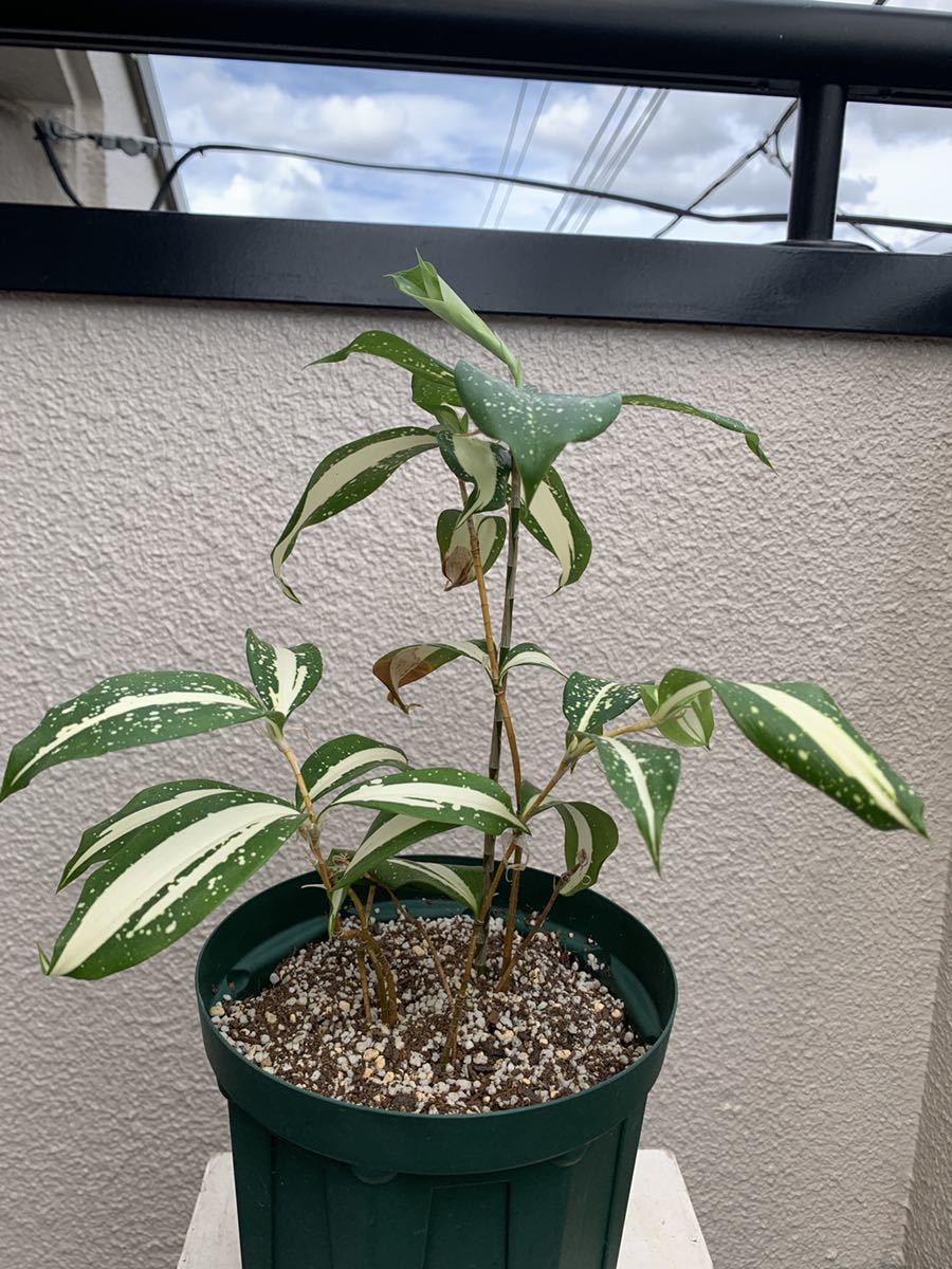 ドラセナ ゴッドセフィアナ フリードマンニー スルクロサ ドラセナ 売買されたオークション情報 Yahooの商品情報をアーカイブ公開 オークファン Aucfan Com