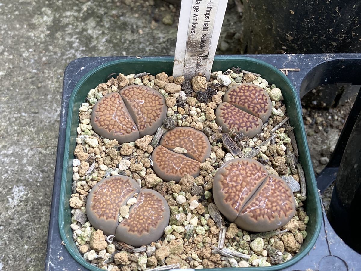 リトープス 多肉植物 リトープスの栽培方法 リトープス（リトプス属 