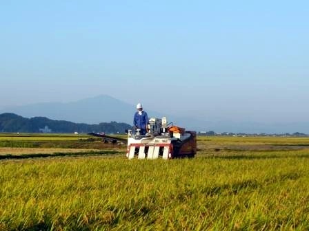 定番人気，HOT Ｇセレクション 令和１年産 山形庄内産はえぬき 玄米２０kg 白米１８kg(その他)｜売買されたオークション情報、yahooの商品情報をアーカイブ公開 - オークファン その他