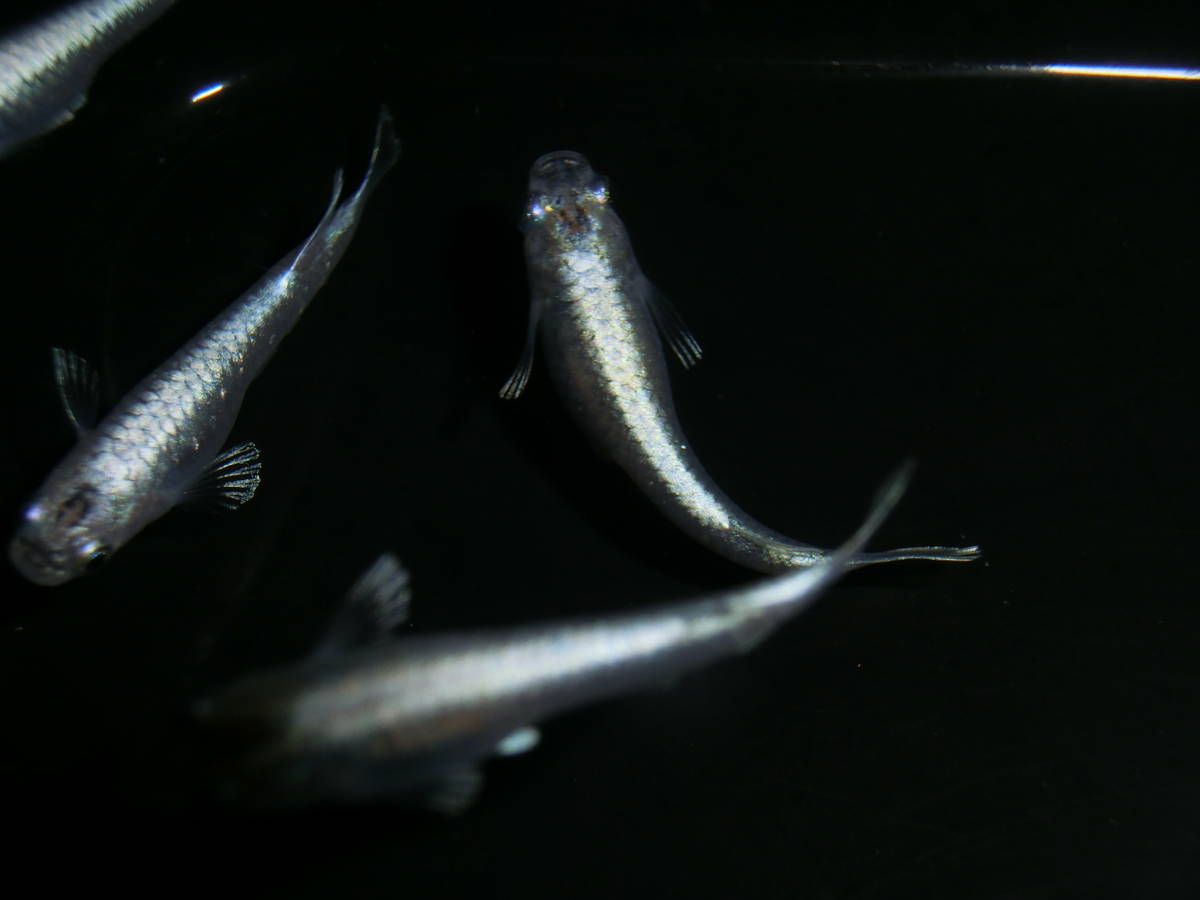 定番人気，人気SALE めだか恋 鱗光 綺麗な若魚 ２ペア＋鱗光発眼卵３０個以上 価格(めだか)｜売買されたオークション情報、yahooの商品情報をアーカイブ公開 - オークファン めだか