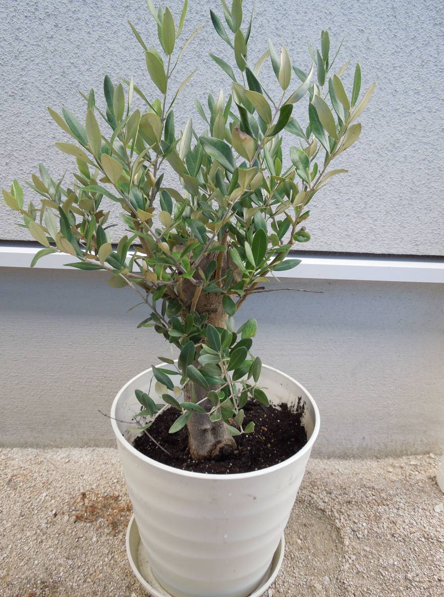 Souju ミッション オリーブ 鉢植え 本店 オリーブ ミッション 5号