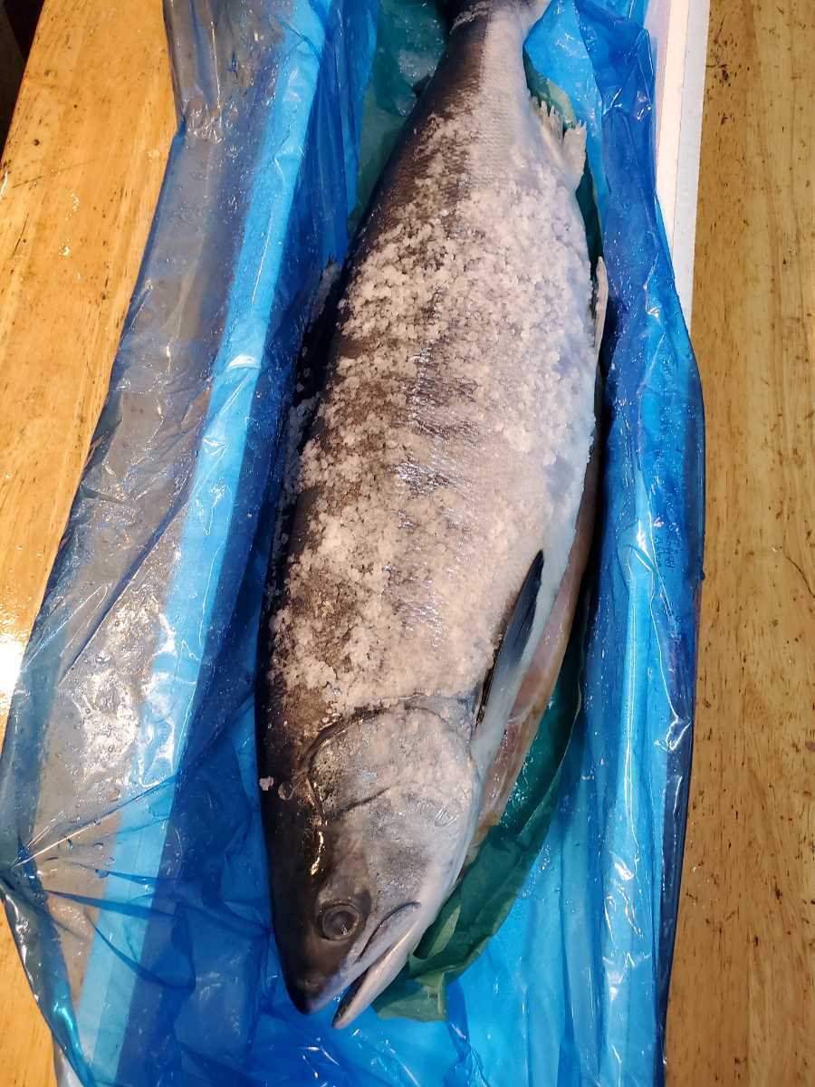 北海道産特大時知らず鮭 2024年新物 冷凍 サケ さけ 約2.5kg