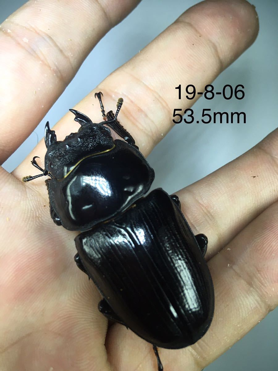 マツノ久留米 ♀単品 53.5mm 【プレミアム】806 ラベルシール［レーザープリンタ］ | ラベル・シールのエーワン