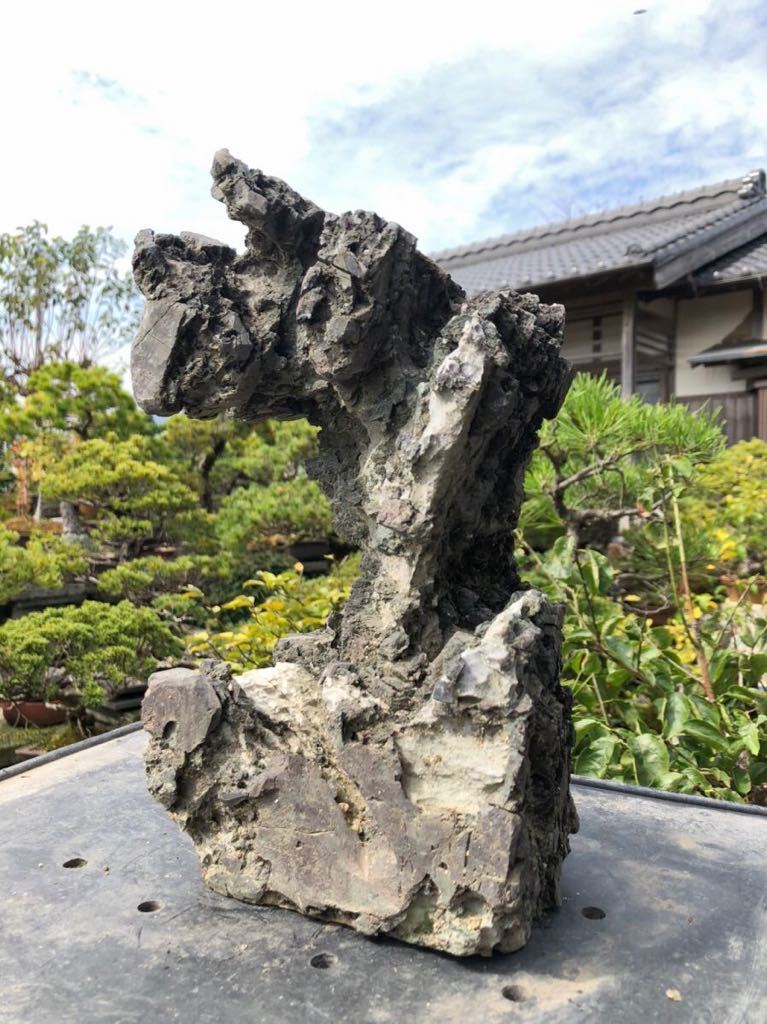 Yahoo!オークション 龍眼石 龍岩石 水石 竜眼石 揖斐川 竜岩石 揖斐川