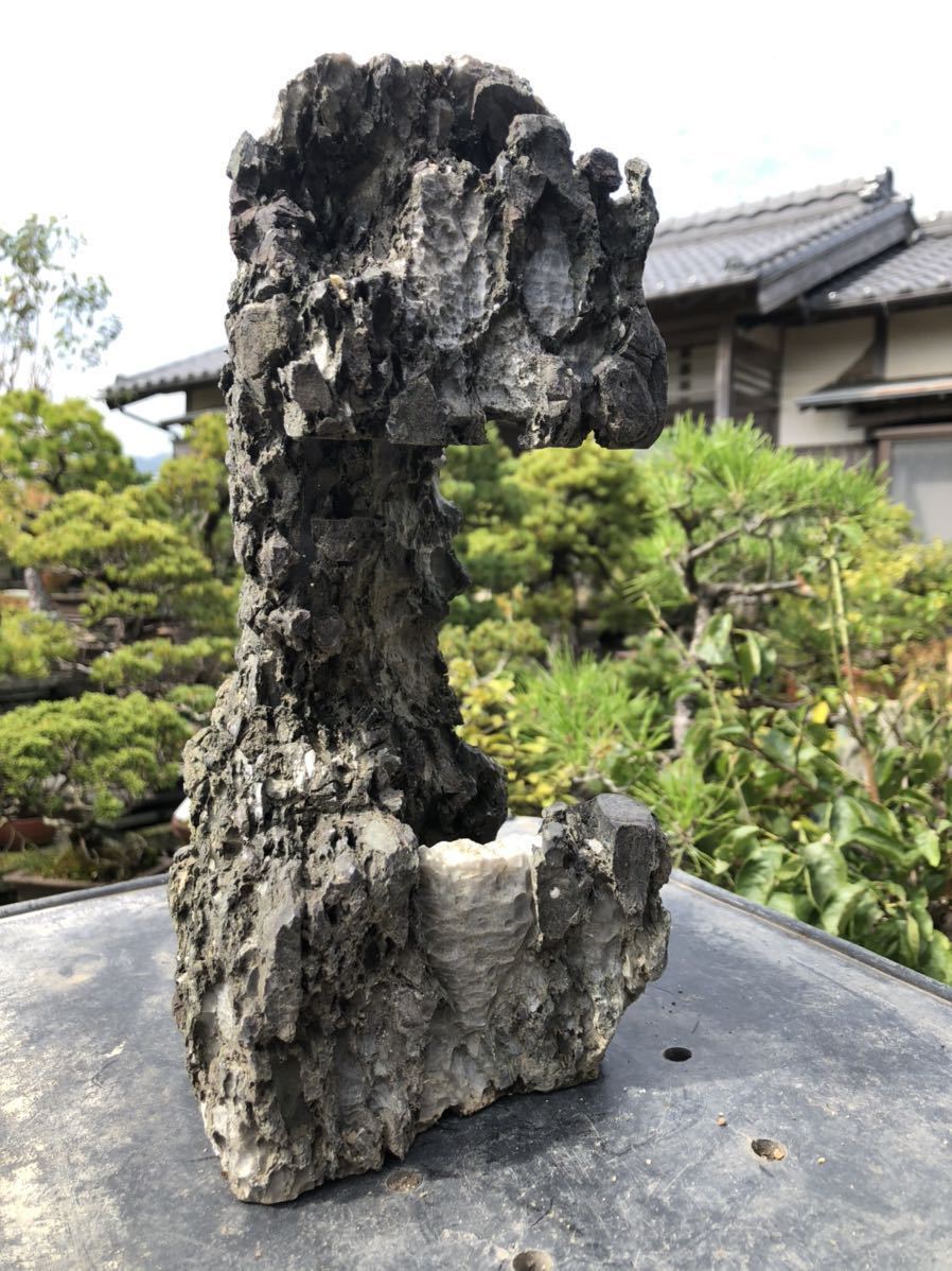 Yahoo!オークション 龍眼石 龍岩石 水石 竜眼石 揖斐川 竜岩石 揖斐川