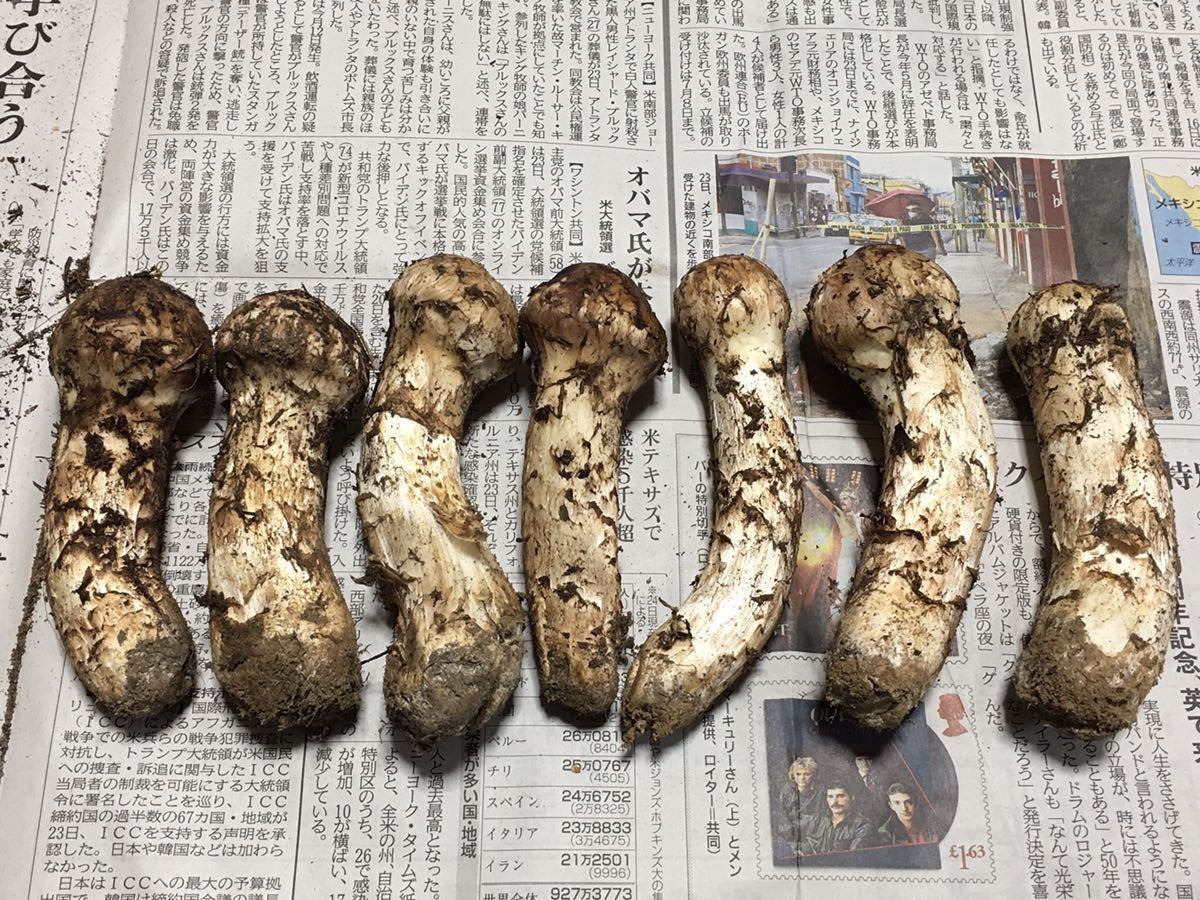 岩手県産 松茸 9/30採取 326g マツタケ