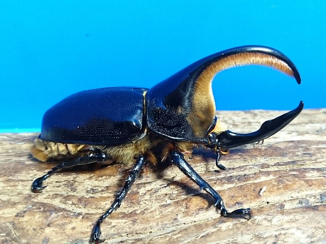 虫類 サタンオオカブト ♂100㎜、♀63㎜ペア