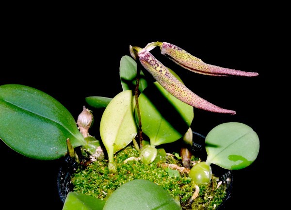 洋蘭原種 (109) 稀少種 Bulb. scotinochiton バルボフィラム