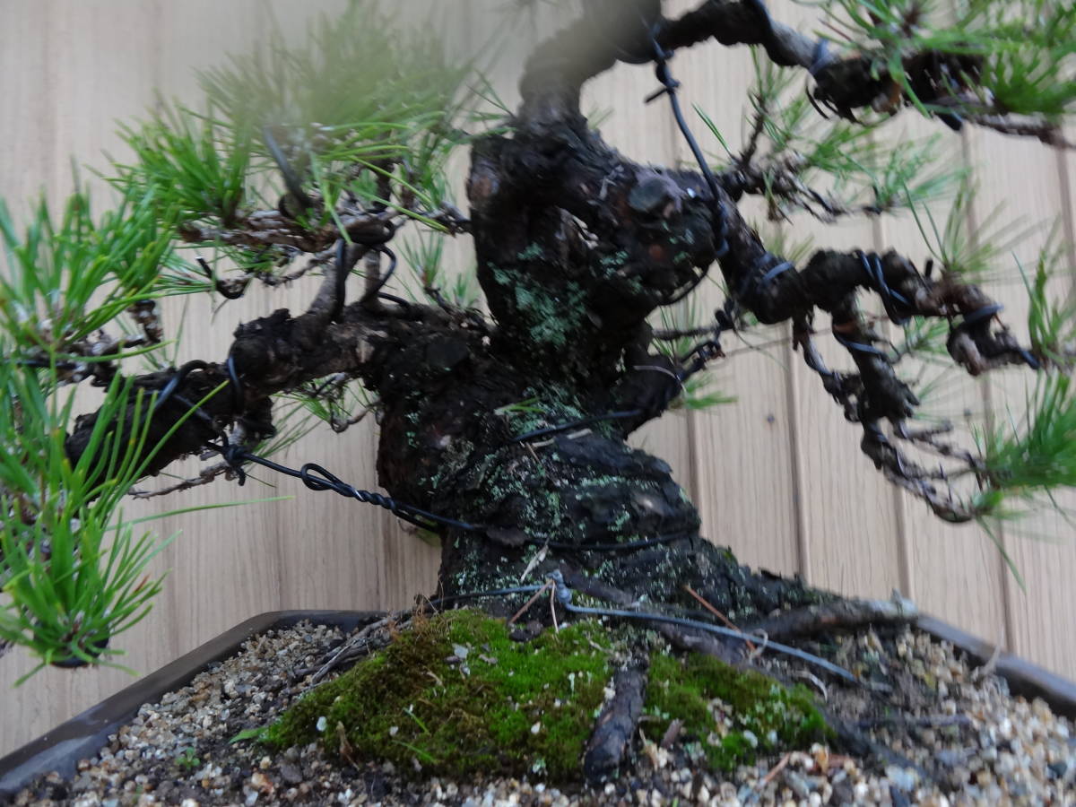 黒松盆栽(樹高42cm) 中品盆栽 和鉢