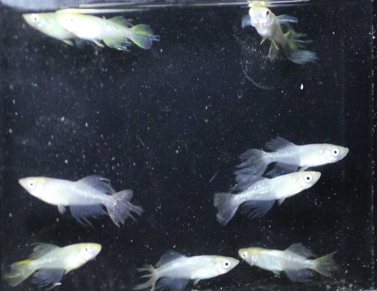 | ◇御領めだか◇出品個体 紅蓮ダルマ♂５♀２計７匹 ブリード＜メス親の体作りに＞｜メダカ・川魚のエサ 桃ちゃんメダカさんへ（副題：わらしべ長者をしてしまった1&frasl;?） 香桜 メダカの舞 （Sサイズ） メダカ販売 &frasl; 10匹 おさかなオンライン めだか メダカ 桃百式（2）