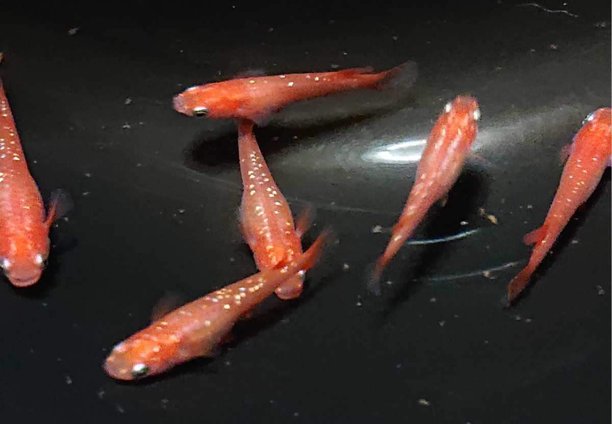 桜町メダカ 極上親 紅帝ラメ 有精卵30個 A めだか 赤 ゴールドラメ 大 めだか 売買されたオークション情報 Yahooの商品情報をアーカイブ公開 オークファン Aucfan Com