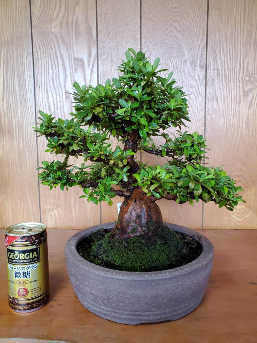 盆栽 皐月 ◯若恵比寿 わかえびす 花の色 薄ピンク サツキ盆栽入手