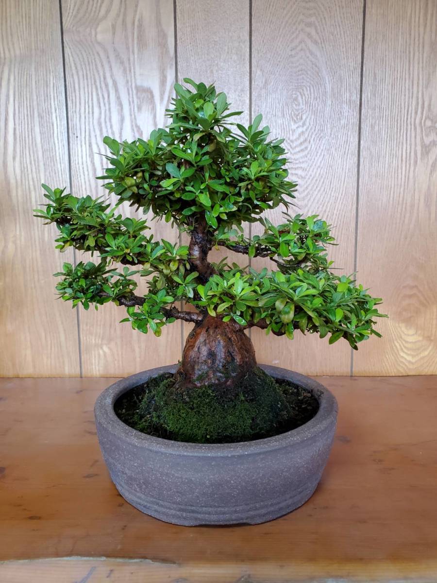 盆栽 皐月 ◯若恵比寿 わかえびす 花の色 薄ピンク サツキ盆栽入手