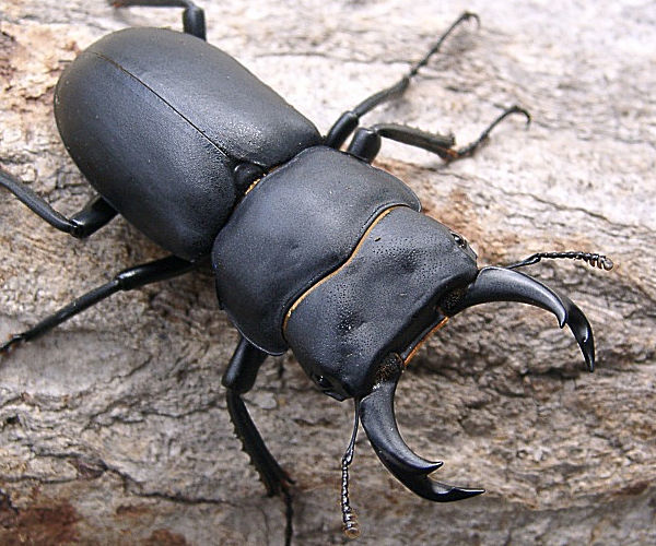 北関東 採集記 STAG_BEETLE_JAPAN - ヒメオオクワガタ採集記 2020年