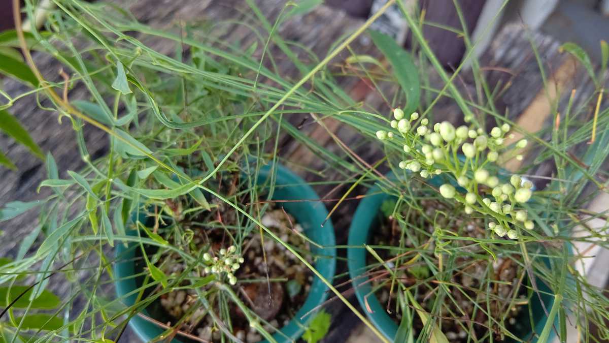 ひなた 錦糸南天 白 種類はわかりません 鉢植え 売買されたオークション情報 Yahooの商品情報をアーカイブ公開 オークファン Aucfan Com