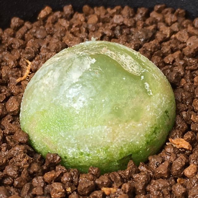 Sコノフィツム ブルゲリ 実生 2 5号 Conophytum Burgeri 多肉植物 リトープス ハオルシア エケベリア サボテン 売買されたオークション情報 Yahooの商品情報をアーカイブ公開 オークファン Aucfan Com