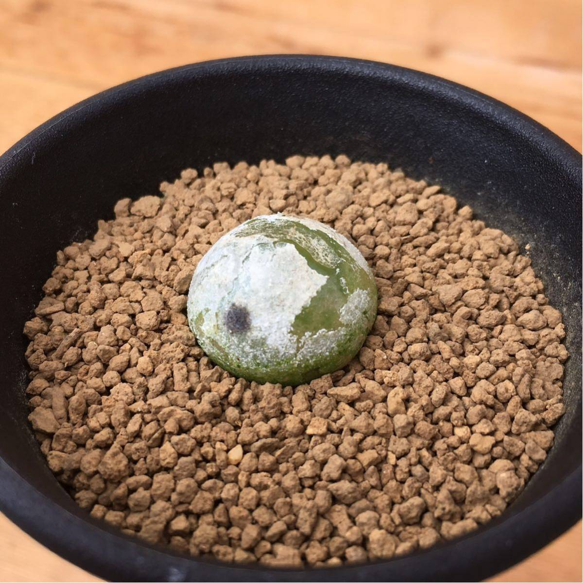 Sコノフィツム ブルゲリ 実生 2 5号 Conophytum Burgeri 多肉植物 リトープス ハオルシア エケベリア サボテン 売買されたオークション情報 Yahooの商品情報をアーカイブ公開 オークファン Aucfan Com