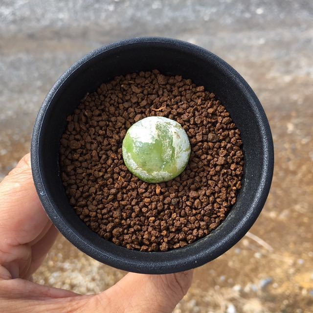 Sコノフィツム ブルゲリ 実生 2 5号 Conophytum Burgeri 多肉植物 リトープス ハオルシア エケベリア サボテン 売買されたオークション情報 Yahooの商品情報をアーカイブ公開 オークファン Aucfan Com