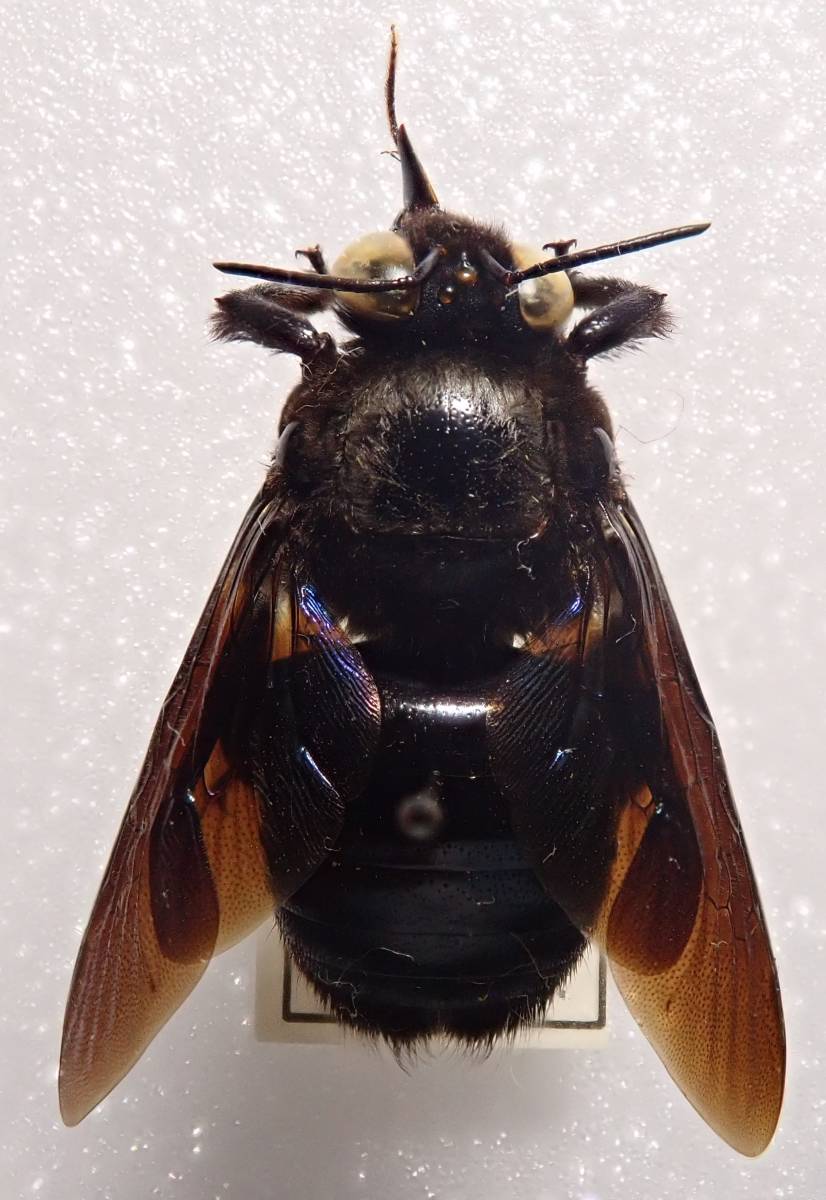 クマバチ亜科の一種1ex パキスタン Xylocopinae 外国産 外国産昆虫 外国 蟲 昆虫 蜂 クマバチ ハチ 熊蜂 虫 標本 虫類 売買されたオークション情報 Yahooの商品情報をアーカイブ公開 オークファン Aucfan Com