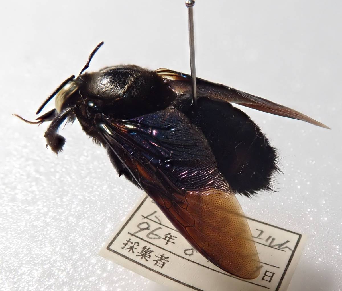 クマバチ亜科の一種1ex パキスタン Xylocopinae 外国産 外国産昆虫 外国 蟲 昆虫 蜂 クマバチ ハチ 熊蜂 虫 標本 虫類 売買されたオークション情報 Yahooの商品情報をアーカイブ公開 オークファン Aucfan Com