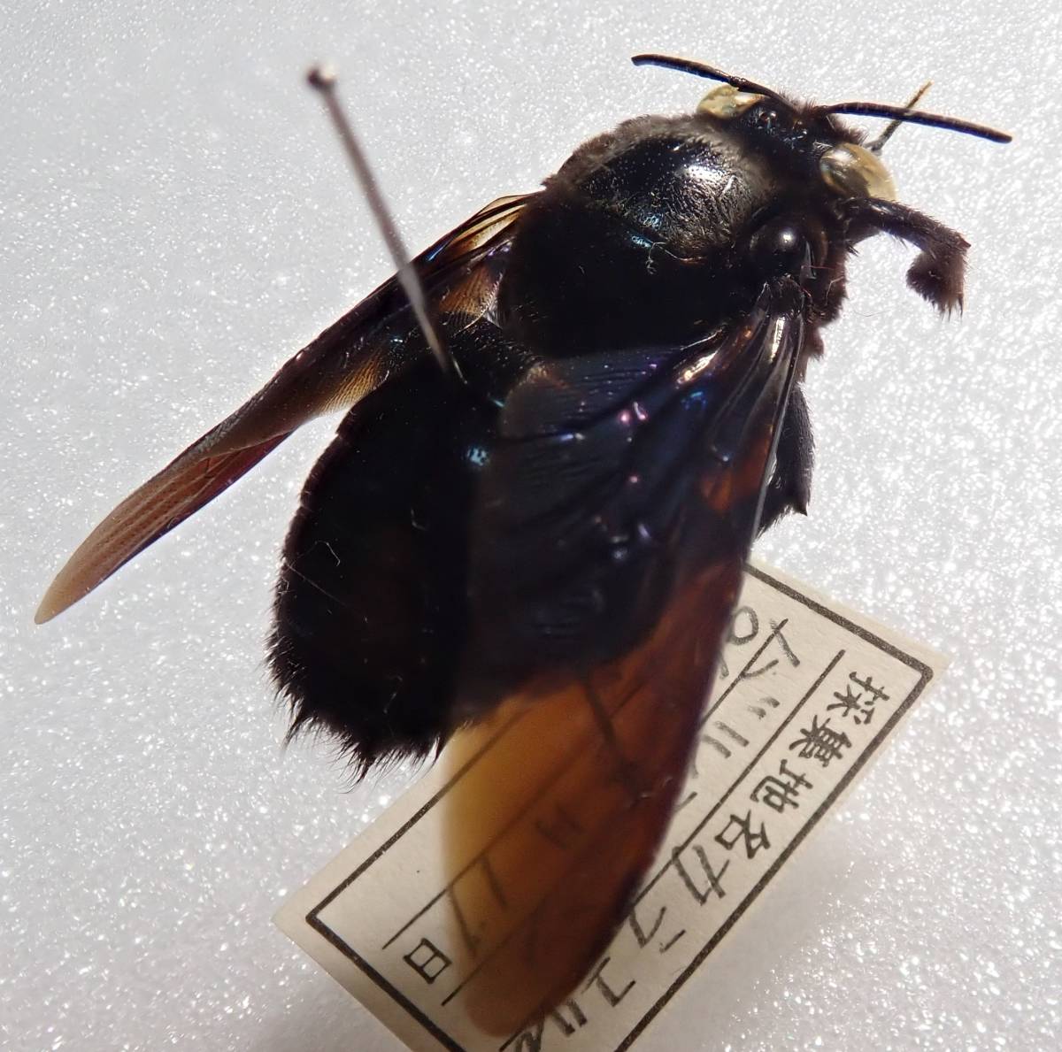 クマバチ亜科の一種1ex パキスタン Xylocopinae 外国産 外国産昆虫 外国 蟲 昆虫 蜂 クマバチ ハチ 熊蜂 虫 標本 虫類 売買されたオークション情報 Yahooの商品情報をアーカイブ公開 オークファン Aucfan Com