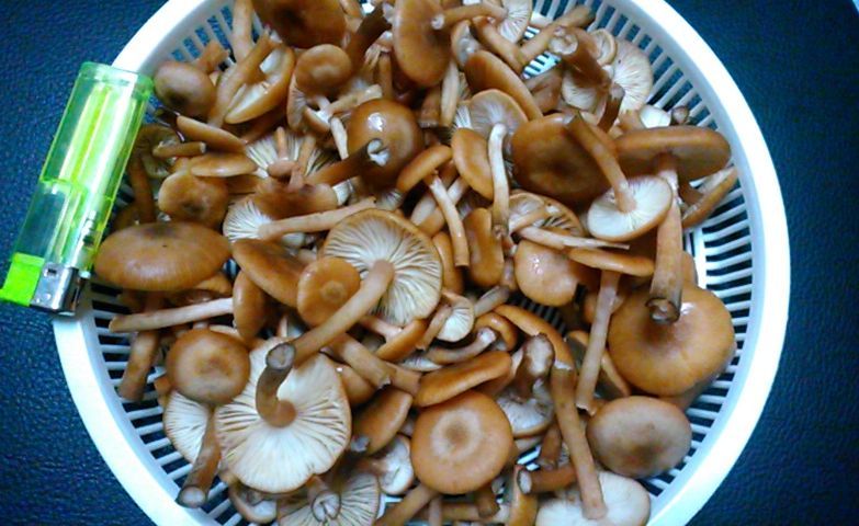 北海道奥尻島産 天然 ナラタケ 1kg　サワモダシ　ボリボリ　オリミキ