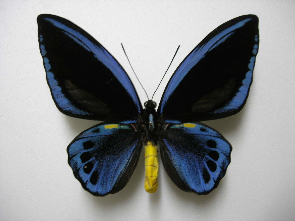 高品質，限定セール 蝶の標本 ガダルカナル島産アオメガネ♂No.2(その他)｜売買されたオークション情報、yahooの商品情報をアーカイブ公開 - オークファン その他
