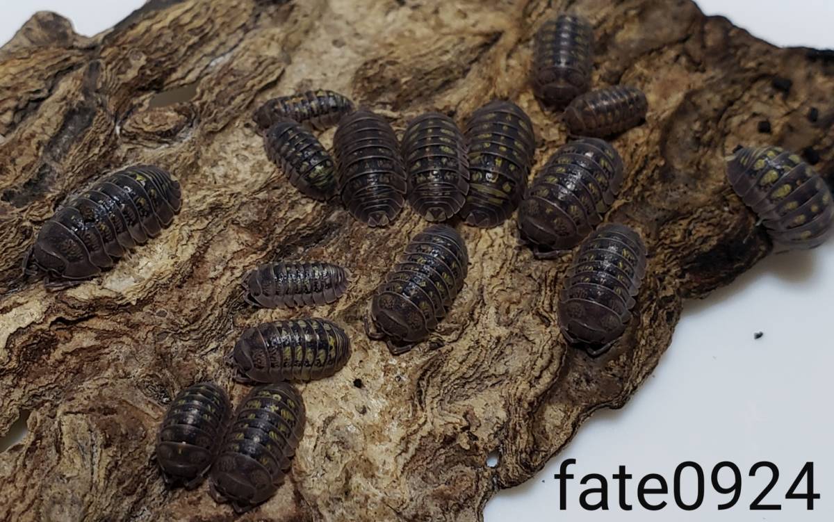 ヤフネコ スペインキボシ ダンゴムシ 10匹 複数落札 おまけ ダンゴムシ 生体 虫類 売買されたオークション情報 Yahooの商品情報をアーカイブ公開 オークファン Aucfan Com