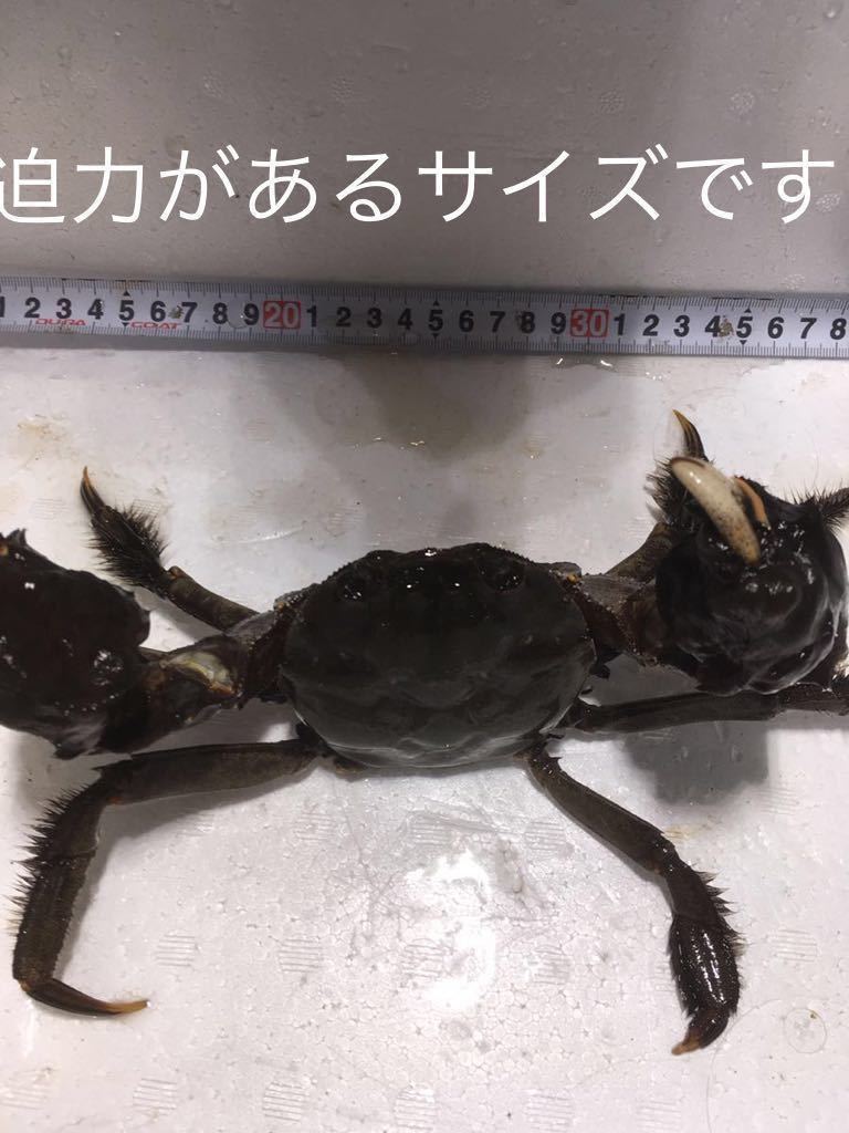 モクズガニ|カニのなかま|浦安水辺の生き物図鑑 山口県産 超特大 ID